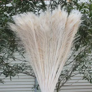 廉价出售白色和彩色孔雀尾羽毛，用于狂欢节舞蹈和表演服装装饰