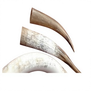 Cornes de buffle polies de forme naturelle, en matériaux organiques écologiques, tailles personnalisées, pour la décoration intérieure, l'art et les objets de collection – Fabricant - Product Image 3