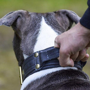 OEM 2 pulgadas nylon metal pesado entrenamiento mascota collar neopreno ancho resistente matón perro collar con asa - Product Image 4