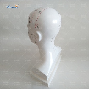 Modello <span class=keywords><strong>di</strong></span> agopuntura della testa a grandezza naturale per la <span class=keywords><strong>formazione</strong></span> <span class=keywords><strong>e</strong></span> l'<span class=keywords><strong>educazione</strong></span> nelle <span class=keywords><strong>scienze</strong></span> mediche - Product Image 4