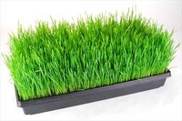 Plateau rectangulaire en plastique pour semis de serre, durable et de haute qualité, pot de pépinière, soucoupe de germination