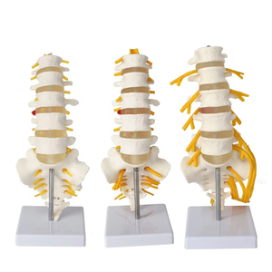 <strong>Lumbar</strong> <strong>Spinal</strong> <strong>Column</strong> Model With Sacral and Coccyx Bones Education Model - Product Image 1