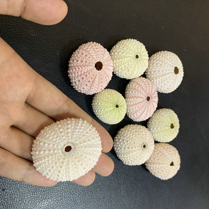 Naturel Petite Mer Coquille <span class=keywords><strong>Oursin</strong></span> De Mariage Décoration Conque Plage Coquillages Maison Côtière Décoration - Product Image 2