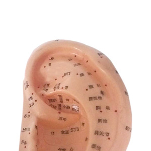 Modelo de Acupuntura de Oído de 13cm x 22cm, Reutilizable, con Diagrama de Puntos Estándar de Zonas de Reflejo - Product Image 3