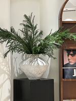 Feuillage d'hiver haut de gamme : Branche de Cryptomeria Fortunei fraîchement coupée pour couronnes de Noël, décoration de hall d'hôtel et événements, feuillage Sugi