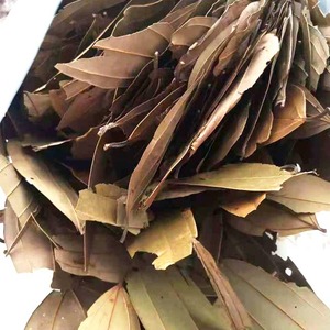 <span class=keywords><strong>Feuilles</strong></span> <span class=keywords><strong>de</strong></span> <span class=keywords><strong>Laurier</strong></span> Fraîches Brutes les Plus Vendues, 100 Pièces, Qualité Supérieure, Approvisionnement en Gros pour l'Exportation, Épice Aromatique - Product Image 3