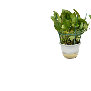 Hantechn Decoración de Jardín, Obelisco Metálico Fácil de Usar, Soporte para Plantas, Estacas de Plástico para Jardín, Poste Conmemorativo de Plástico de 8mm - Product Image 1