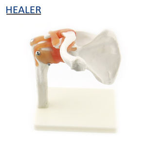 Modelo anatómico de articulación de <span class=keywords><strong>hombro</strong></span> de <span class=keywords><strong>esqueleto</strong></span> <span class=keywords><strong>humano</strong></span> con modelo de enseñanza de ligamento para ciencia médica - Product Image 2