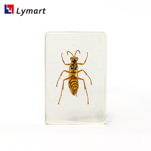 Equipaggiamento didattico trasparente campione in resina di <span class=keywords><strong>calabrone</strong></span> per la <span class=keywords><strong>vespa</strong></span> per l'insegnamento - Product Image 4