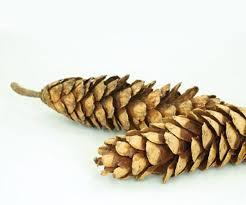 Phổ biến chất lượng cao thân thiện với môi thông nón cho DIY cưới Halloween Nhà Văn phòng trang trí nội thất & khô hoa sắp xếp - Product Image 3