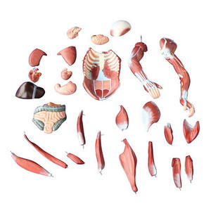 80cm 27 Partes anatomía médica <span class=keywords><strong>esqueleto</strong></span> anatómico Muscular humanos modelo - Product Image 3