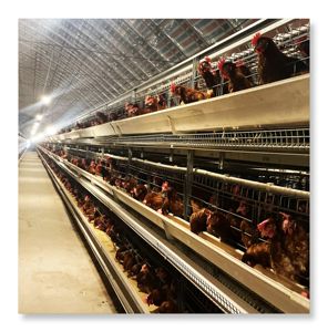 Suministro directo de fábrica, el mejor precio, gallinas ponedoras de huevos, capa de cultivo, equipo de pollo, gallinero automático tipo H - Product Image 3