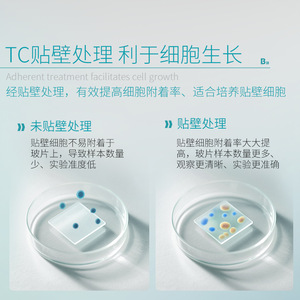 Bkmamlab Bioconfocal Culture Dishes 15mm 20mm 35mm High-transmittance Glass Bottom TC-<b>treated</b> - Product Image 2