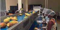 Automatische Semi-Automatische Mango Pulp Puree Mango Sap Making Machine Verwerkingsbedrijf Productie Lijn