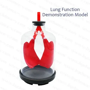 Lung Function Demonstration Model Lung & Diaphragm Air Flow & Muscle Function medical science learning resource