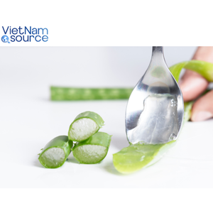La mejor venta de Aloe Vera de Vietnam: calmante, hidratante 100%, producto agrícola fresco, Aloe Vera de Vietnam Source - Product Image 2