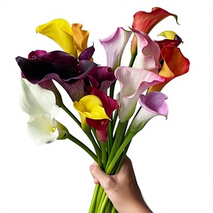 Lys Calla colorés, fleurs naturelles pour <span class=keywords><strong>mariée</strong></span>, fête des mères, Saint-Valentin, Yunnan Kunming, cheveux raides - Product Image 1