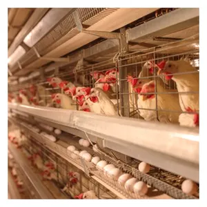 Progetto completo di pollame integrato TCA/attrezzatura per allevamento di pollame per prodotti per polli da carne