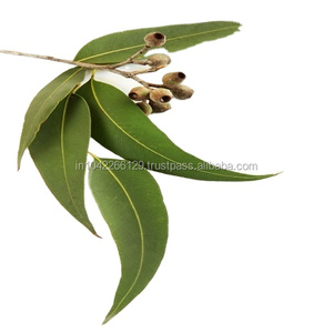 Eucalyptus <b>Essential</b> <b>Oil</b> (new) Natural (high Cineol <b>Oil</b>) 100% Pure Plant Extract <b>Diffuser</b> <b>Oils</b> Aromatherapy Skin Care Top Grade - Product Image 1