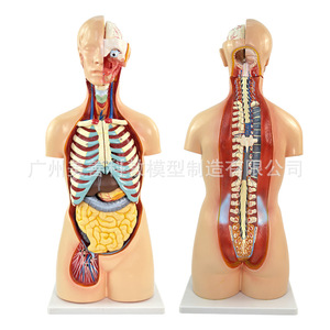 Modelo Anatómico del Sistema de Órganos Humanos de 85 cm, Anatomía Médica, 19 Estructuras del Tronco Asexual y Órganos Internos - Product Image 5