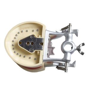 Modèles de cavité buccale dentaire à mâchoire longue articulée, 32 pièces, détachables, pour la préparation dentaire, en résine - Product Image 3