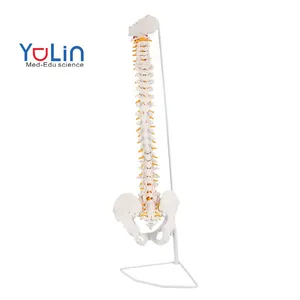 Tıbbi bilim ve eğitim dikey PVC malzeme 85cm omurga insan iskelet modeli ile pelvis, sakrum ve occiput