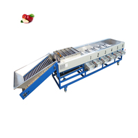 Fruit Sizer Grader Blueberry Grading Sorting Avocado Fruit Sorting Calibrating Machine