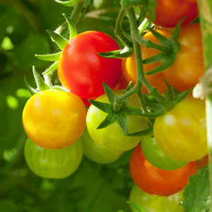 Kit di piante per piante da 13 pomodori e piante per piante da giardino con 13 pomodori - Product Image 3