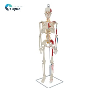 Modelo de esqueleto <span class=keywords><strong>humano</strong></span> de PVC de 85 cm, medio <span class=keywords><strong>cuerpo</strong></span>, <span class=keywords><strong>con</strong></span> músculos coloreados, marcas de origen, nervio espinal <span class=keywords><strong>y</strong></span> disco, <span class=keywords><strong>con</strong></span> soporte colgante para biología <span class=keywords><strong>y</strong></span> ciencia - Product Image 1