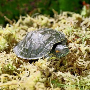 Sol nutritif spécial <span class=keywords><strong>pour</strong></span> orchidée papillon Dendrobium sphaigne mousse et plate-forme d'eau de <span class=keywords><strong>tortue</strong></span> <span class=keywords><strong>pour</strong></span> matériel végétal de jardin - Product Image 2