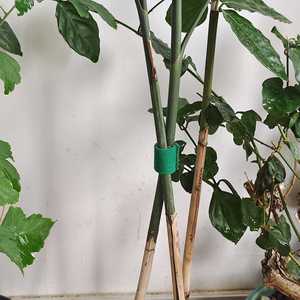 Attache auto-agrippante réutilisable et réglable en nylon résistant à la chaleur pour l'élevage végétal, écologique et très vendue - Product Image 4