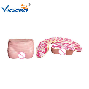 Nam giải phẫu mô hình Silicone Organ mô hình meidcal giảng dạy Kích thước cuộc sống giải phẫu nam xương chậu phần transection lỗi mô hình - Product Image 1