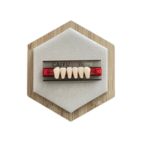 CAIYU-Fausses dents dentaires antérieures inférieures, prothèse composite à deux couches avec dents en polymère synthétique