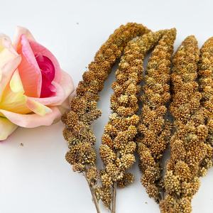 Vente en gros de 8-12 pouces de pulvérisation de <span class=keywords><strong>millet</strong></span> rouge alimentation des <span class=keywords><strong>oiseaux</strong></span> de haute qualité vente chaude à bas prix catégorie de produits d'alimentation pour animaux - Product Image 6