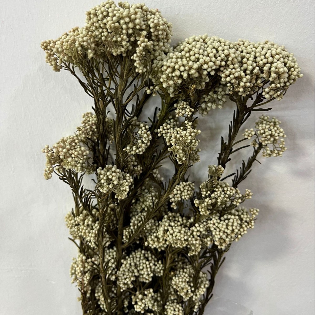 Fleur blanche à tige originale