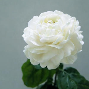 El jazmín blanco es fácil de cultivar durante todo el año y se puede utilizar para cultivar flores en macetas en balcones interiores. - Product Image 5