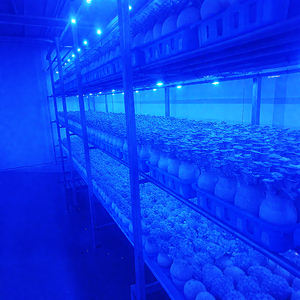 פטריות maitake לגדול אור 1ft ~ 8ft t8 כחול הוביל צינור צינור צמיחה עבור cremini portobello cremini כפתור פטריות משק - Product Image 4