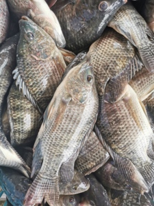 Marisco QUALITY least wholesale top fresh frozen fish foremost tilapia - Product Image 2