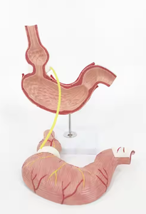 Nouveau modèle d'<span class=keywords><strong>estomac</strong></span> humain <span class=keywords><strong>de</strong></span> taille avec bande gastrique - Product Image 2