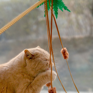 Xiduoyu Original Nouveau Jouet pour chat en forme de cocotier avec long pompon et clochette - Jouet interactif pour chat et accessoires pour animaux de compagnie - Product Image 1