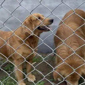 チェーンリンクフェンス 3mm 高品質 4フィート チェーンリンクフェンス 1.2m×25m 亜鉛メッキチェーンリンクフェンス チェーンリンクフェンス - Product Image 3