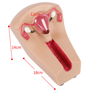 Modelo de Entrenamiento en Guía de Anticoncepción Femenina, Modelo de Entrenamiento Médico de Obstetricia para la Colocación de Anticonceptivos Femeninos - Product Image 3