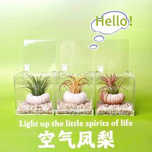 Air plants and sea urchin shells: a new creative <b>mini</b> green plant set for lazy people, perfect for indoor desktops and offices. - Product Image 5