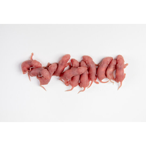 Ratones enteros liofilizados para pequeños animales carnívoros: hurones, visones, zorros, nutrias, badgers y mapaches - Product Image 1
