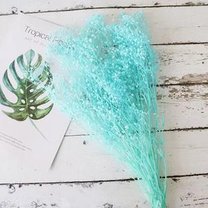 Usine nouveau produit préservé fleur séchée <span class=keywords><strong>Dream</strong></span> Star pour la maison/mariage/parc/décoration de fête - Product Image 5