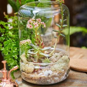 Custom Made Hand-blown Clear Glass DIY <strong>Terrarium</strong> <strong>Kit</strong> - Product Image 4