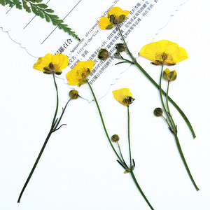 Fleurs de marguerite jaunes miniatures séchées et pressées avec tiges pour scrapbooking, marque-pages, décoration, résine, coques de téléphone, artisanat - Product Image 5