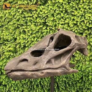 Crânes de dinosaure <span class=keywords><strong>Trex</strong></span> MY DINO, modèle en résine, cadre en acier, peinture acrylique, poudre de talc, résine, fibre de verre, tissu, taille réelle / personnalisé - Product Image 6