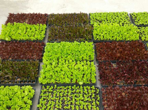 Vassoio di semina durevole <span class=keywords><strong>per</strong></span> canale NFT canale idroponico verdure a foglia sistema di coltivazione agricola verticale - Product Image 6