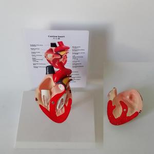 แบบจำลองกายวิภาคหัวใจสุนัข แบบถอดประกอบได้ สำหรับ<span class=keywords><strong>การ</strong></span>สอนและสาธิตทางสัตวแพทย์ - Product Image 5